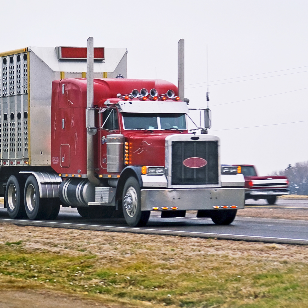 DOT Denies Hours of Service Exemption for Livestock: Puts Burden on Cattle Producers