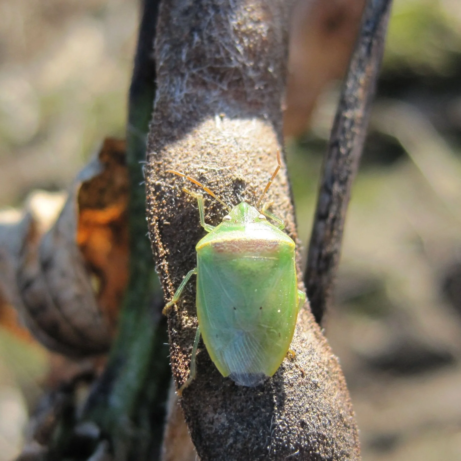 Invading Insects Impact Louisiana Soybean
