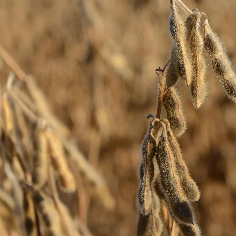 Louisiana Soybean Variety Recommendations
