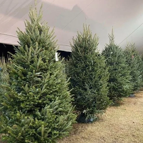 Holiday Fire Safety Begins With Picking the Christmas Tree