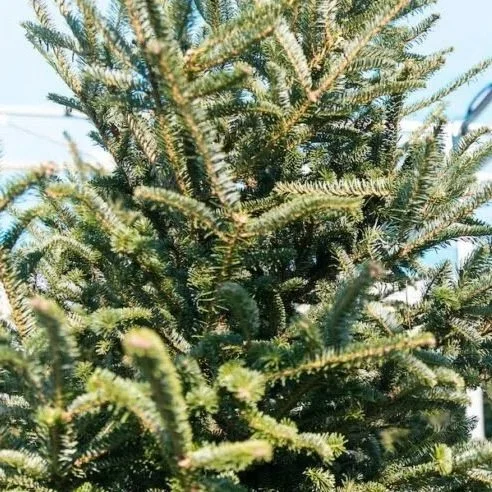Christmas Tree Shortage? These Baton Rouge Businesses Are Selling Live Trees