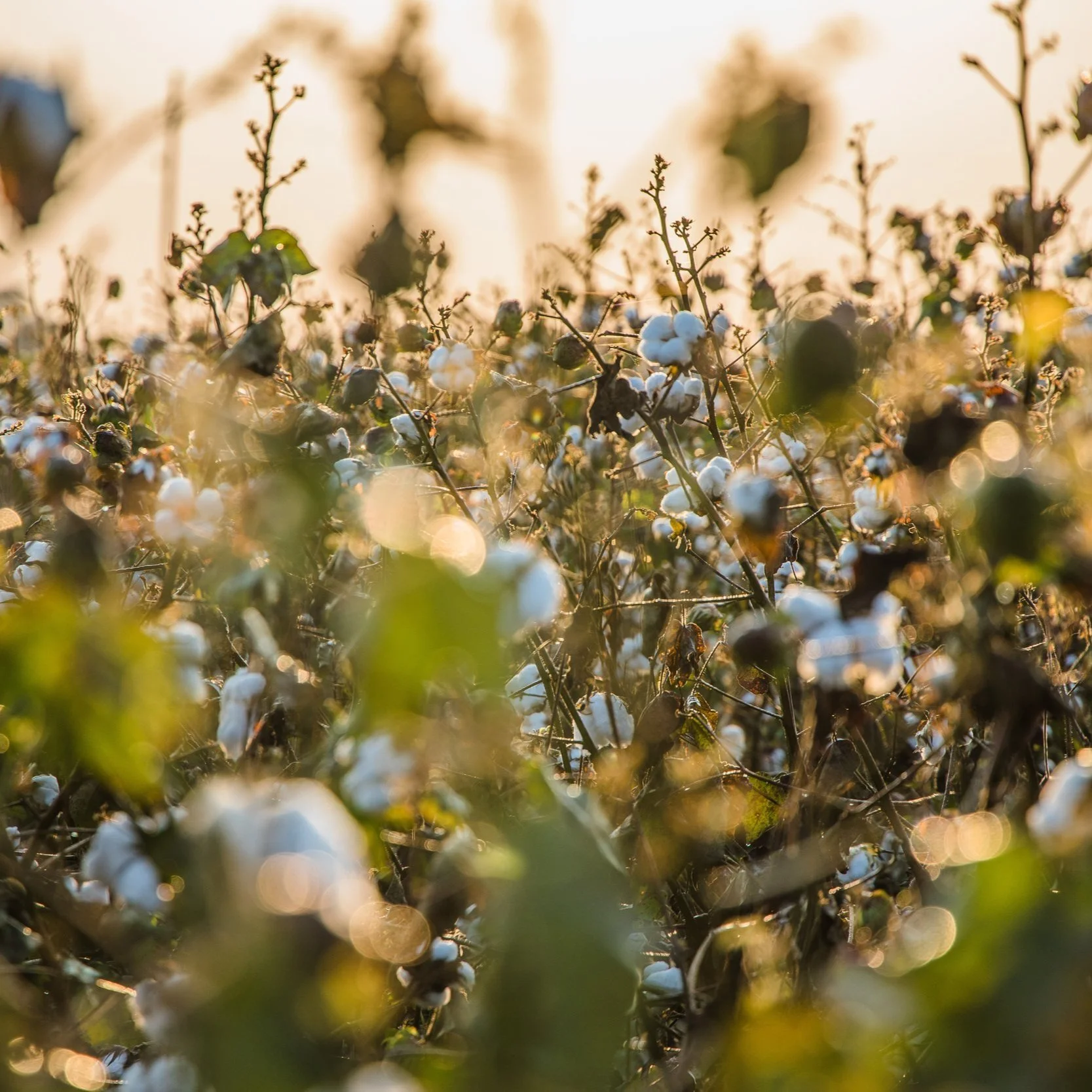 2022 in Review: Making Cotton More Competitive