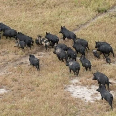 Control Feral Swine To Curb Disease