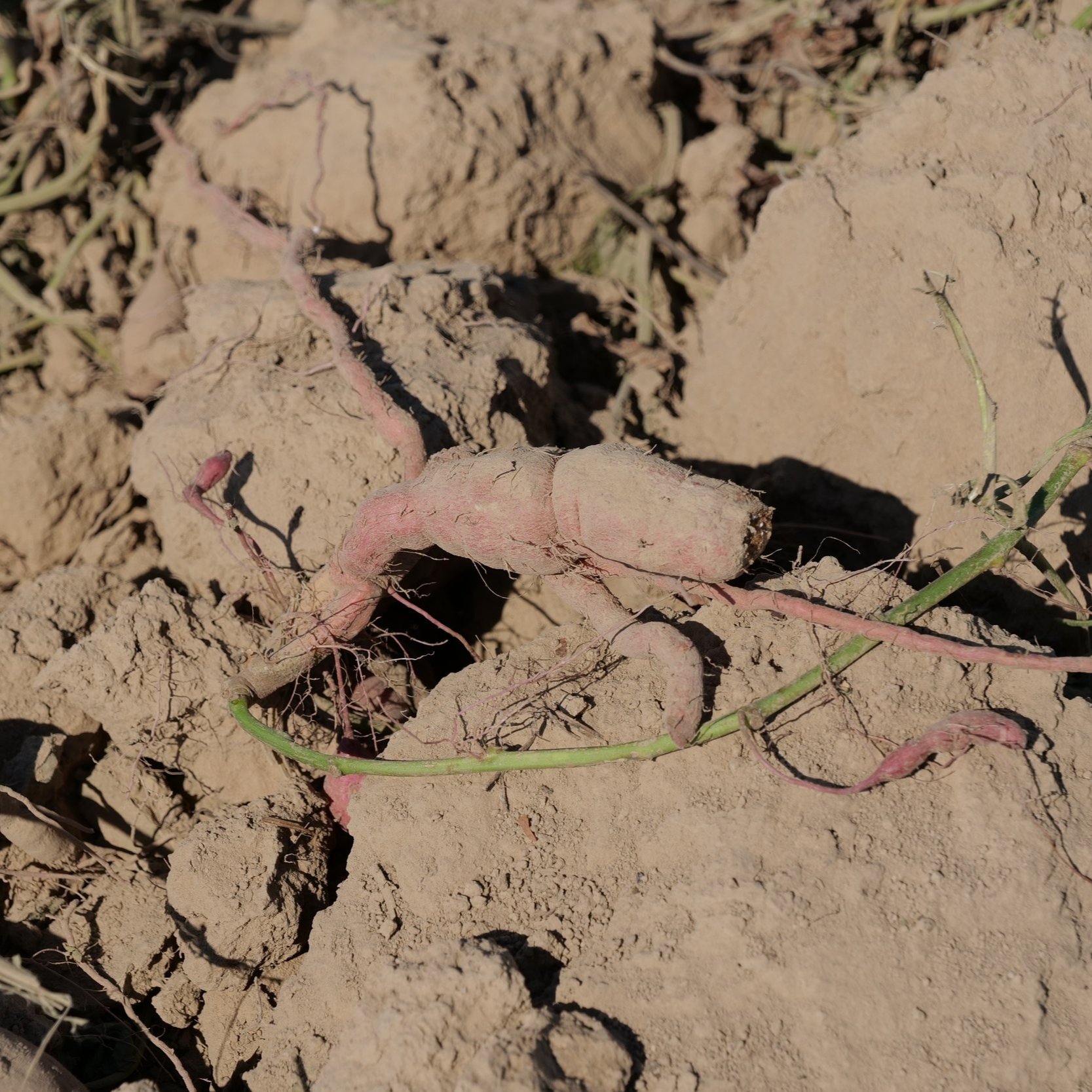 Louisiana Sweet Potato Farmers Pondering Future Of Industry After Bad Year