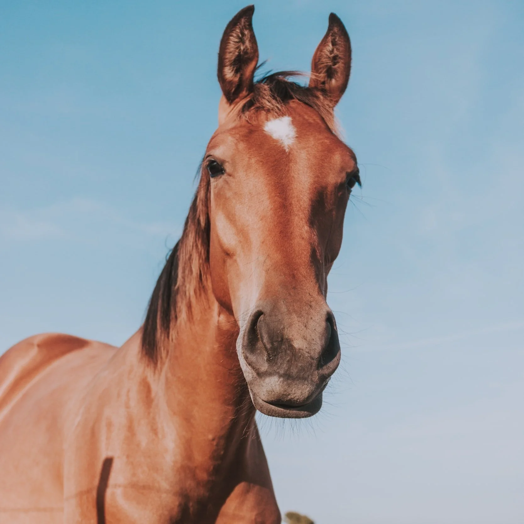 FDA Cautions Horse Owners Not To Feed Recalled Lots Of Top Of The Rockies Alfalfa Cubes Due To Reports Of Illness And Death