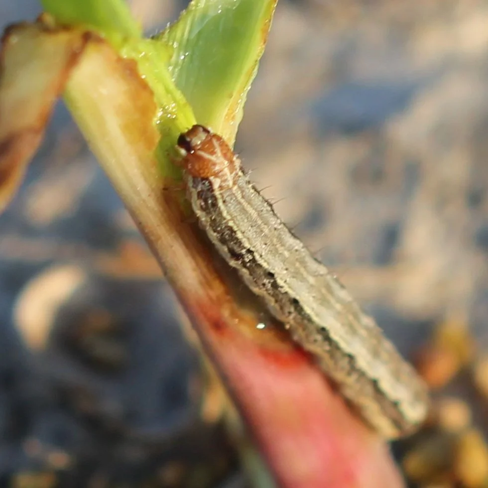 Farmers, Entomologists Battle Farm Armyworm 