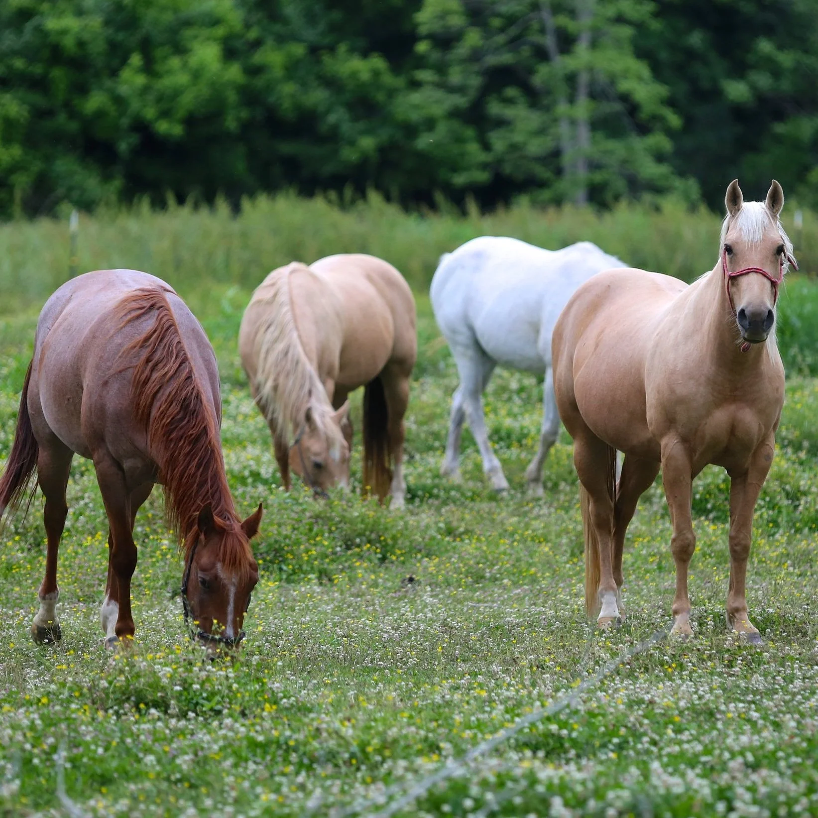 Botulism Outbreak In Vermilion Parish