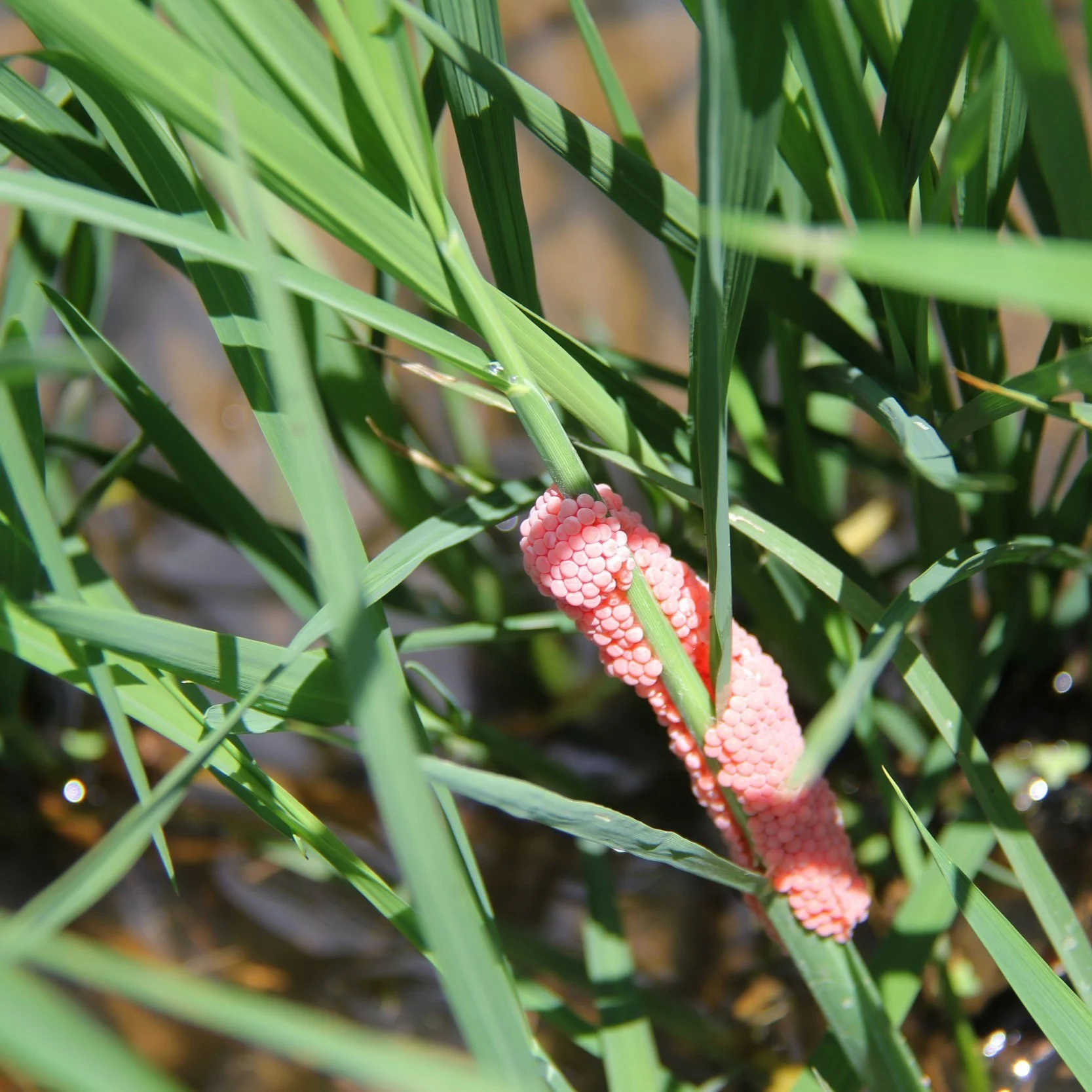 Mitigating The Impact Of Invasive Apple Snails In Rice &amp; Crawfish Production Systems