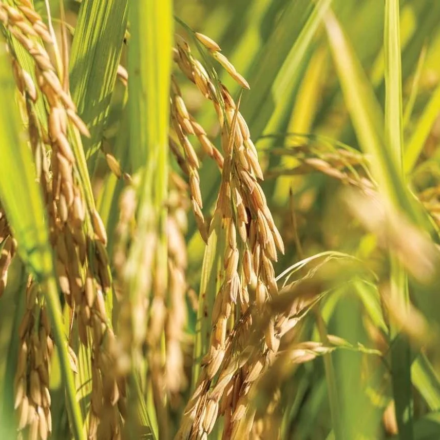 Rice Planting Moving Quickly