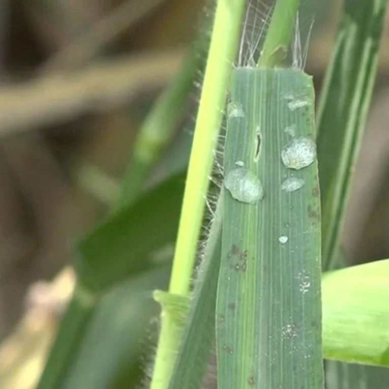 Farmers Anticipating Loss in Revenue Due to Extreme Weather Conditions in 2022