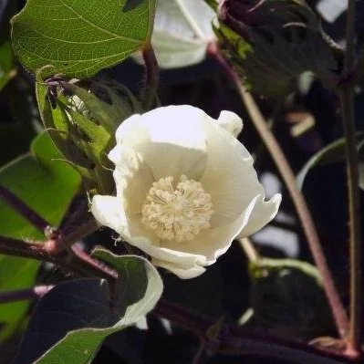 An Optimistic Futures Price For Cotton And A Pessimistic One