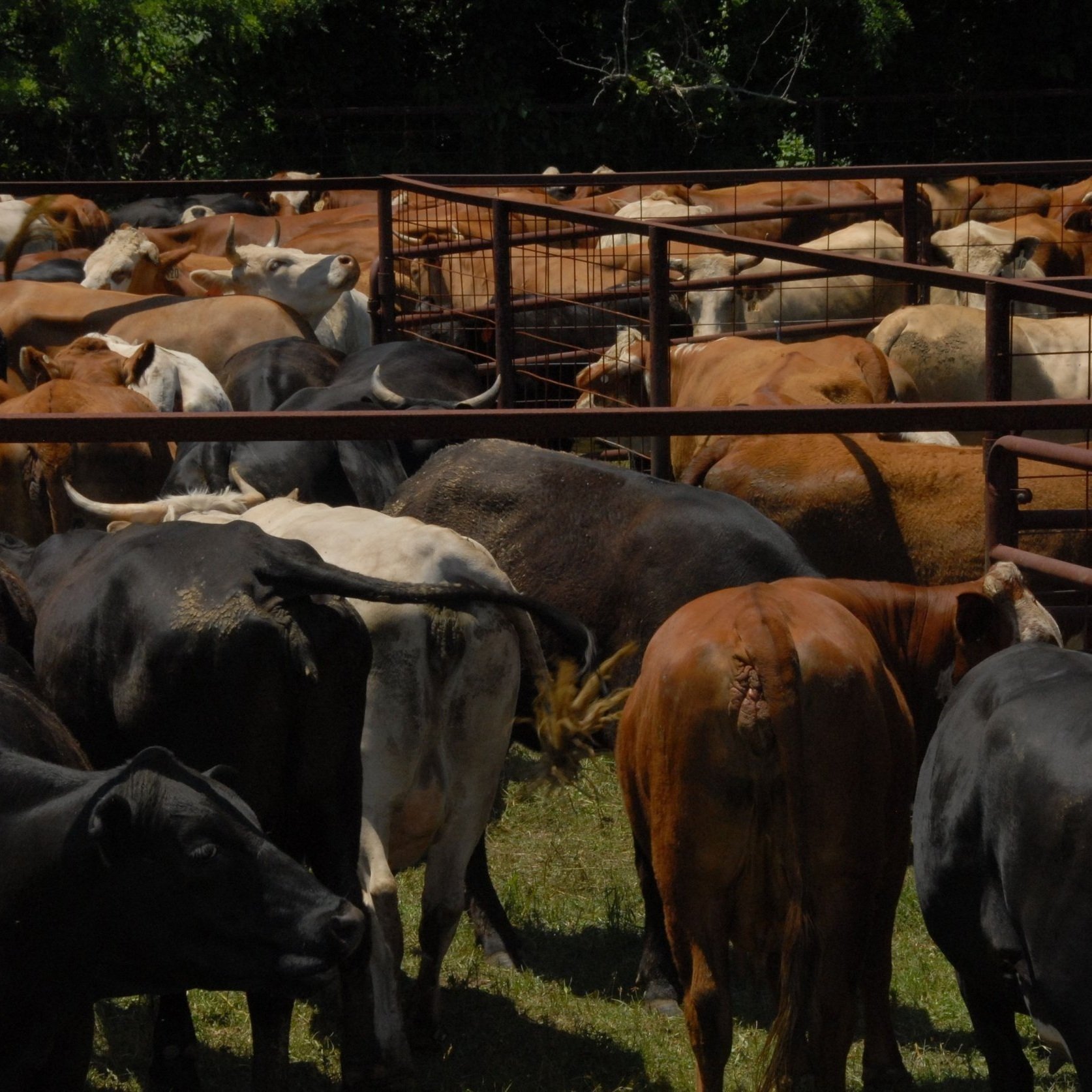 Louisiana Cattle Parish Estimates
