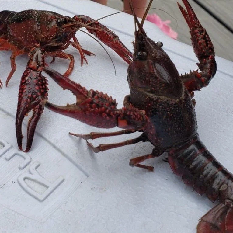Recent Cold Weather Could Hamper Local Crawfish Harvest