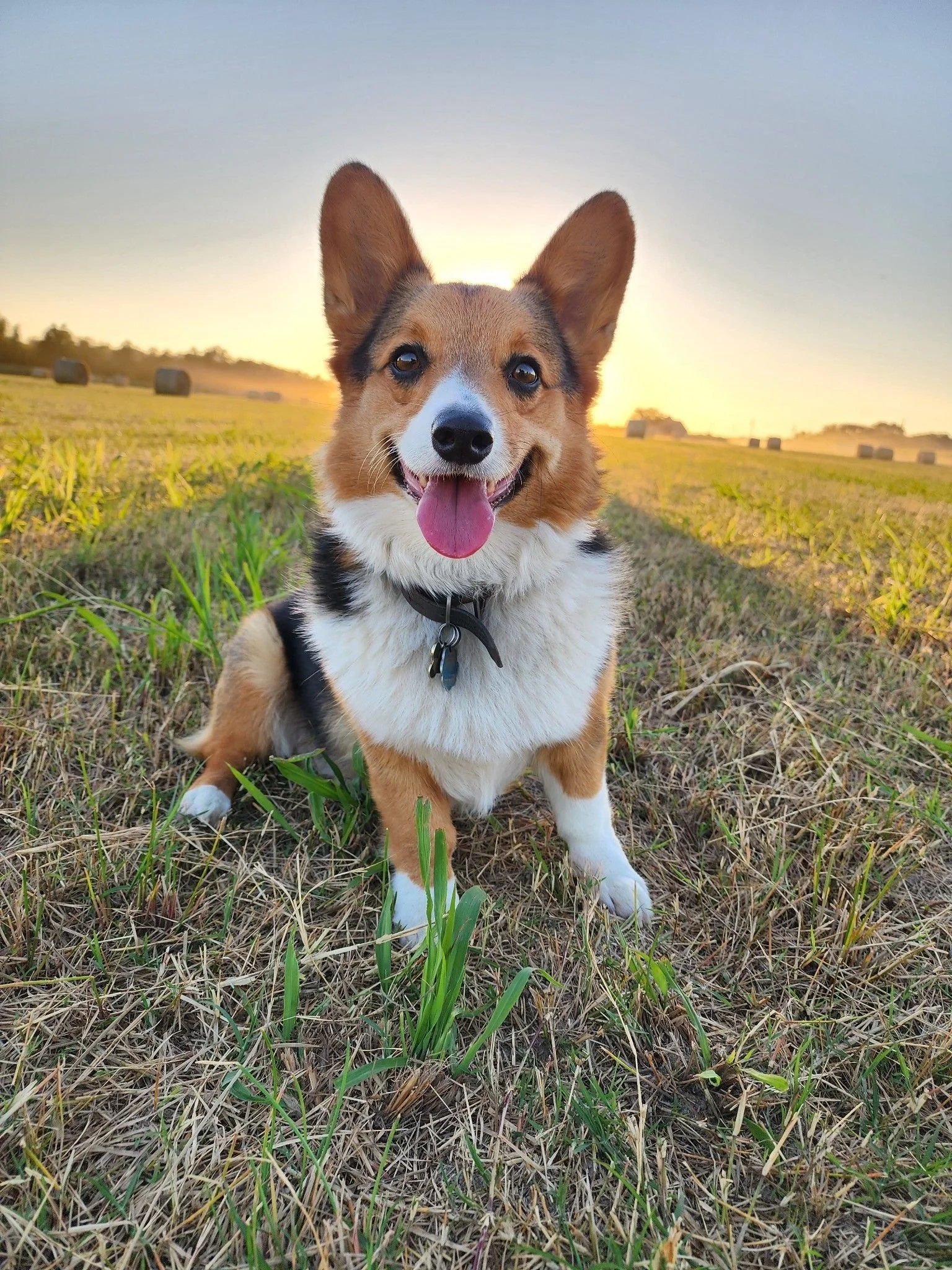 Vermilion Parish Corgi Wins People’s Choice Pup at American Farm Bureau Convention
