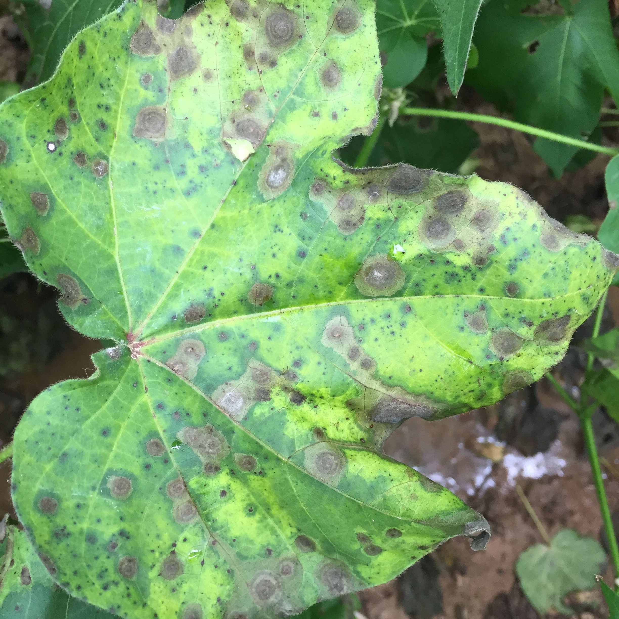 Emerging Disease Issues In Cotton 