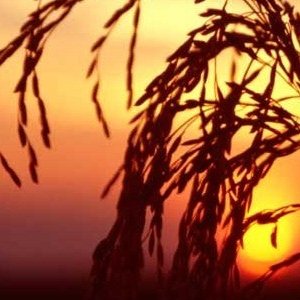 Louisiana Represented At 2022 USA Rice Outlook Conference