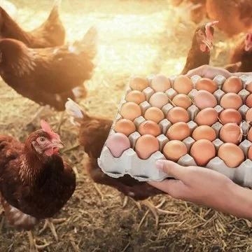Here's Why We're Seeing A Nationwide Egg Shortage