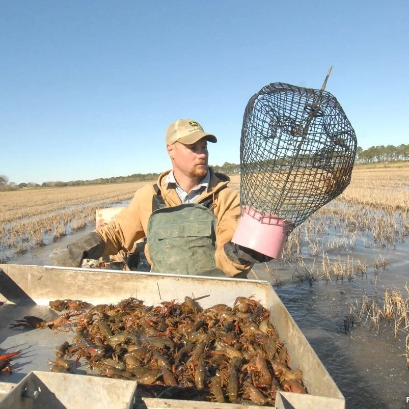 Crawfish Prices Up Nearly $2/LB From Last Year, Highest In Years
