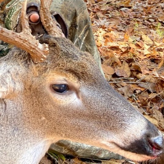 LDWF Detects Five Suspect Cases of Cwd on Same Property in Tensas Parish 