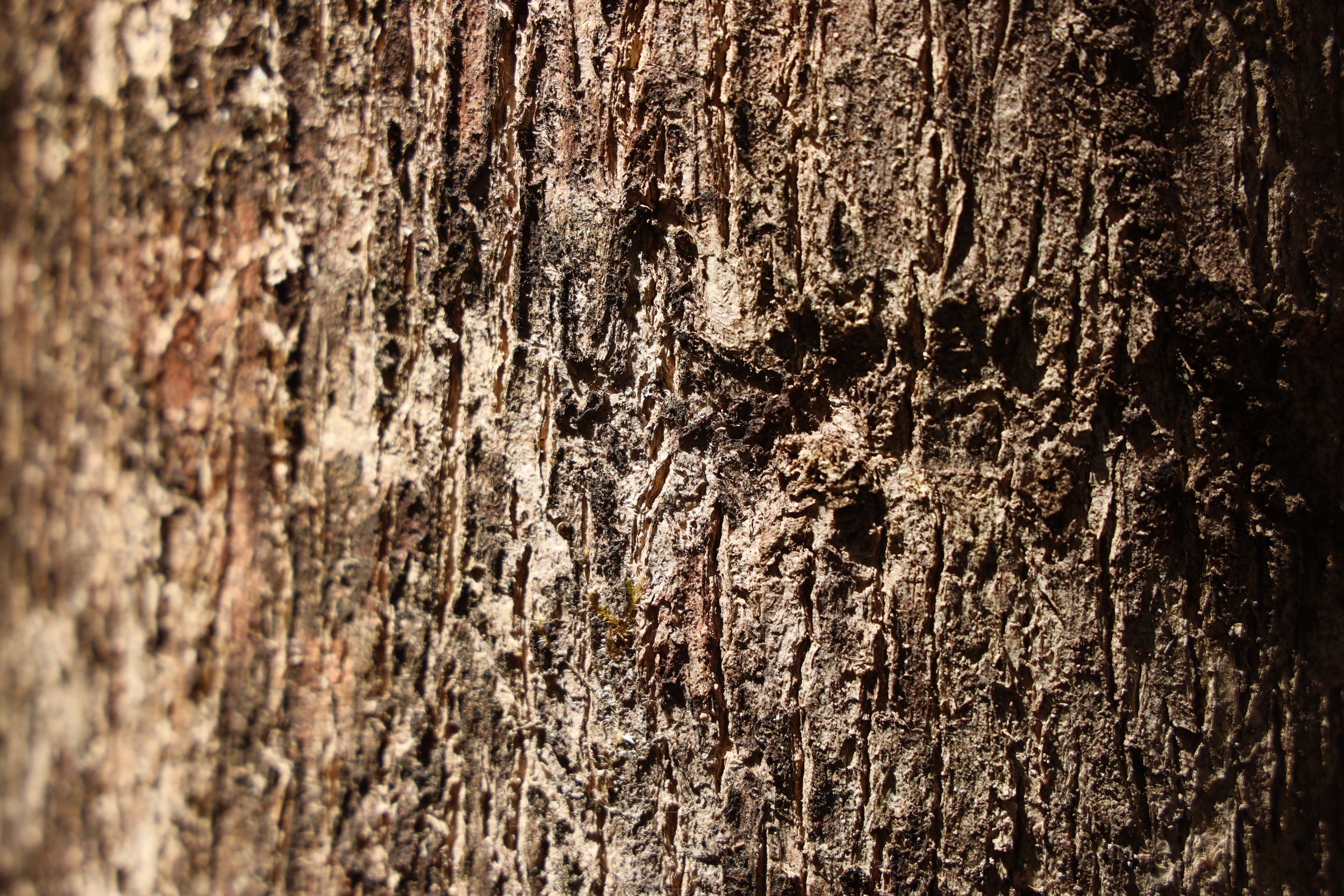  Teakwood tree bark. 