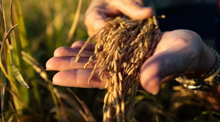 Kellogg Helping Rice Farmers Reduce Greenhouse Gas Emissions