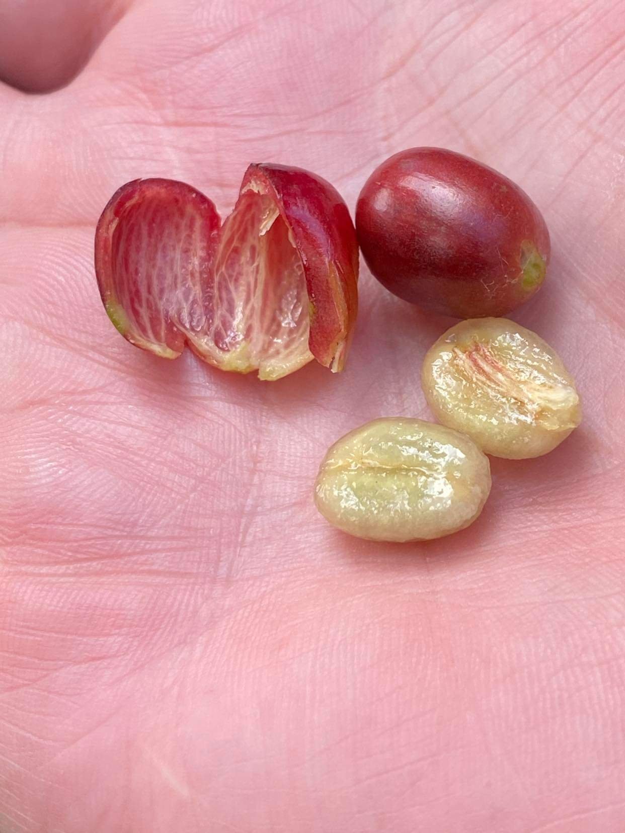  Most coffee fruit contain two beans, but occasionally a fruit will produce only one. This is called a peaberry and Doka Estate separates peaberries from the other beans because they are sweeter. Workers then roast the peaberries and either blend the