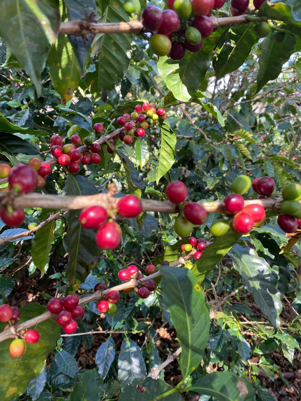  The ripe coffee fruit turn dark red to reddish brown. All coffee fruit is hand picked at Doka Estate. The owners call it the first level of quality control because workers will only pick the best fruit. 