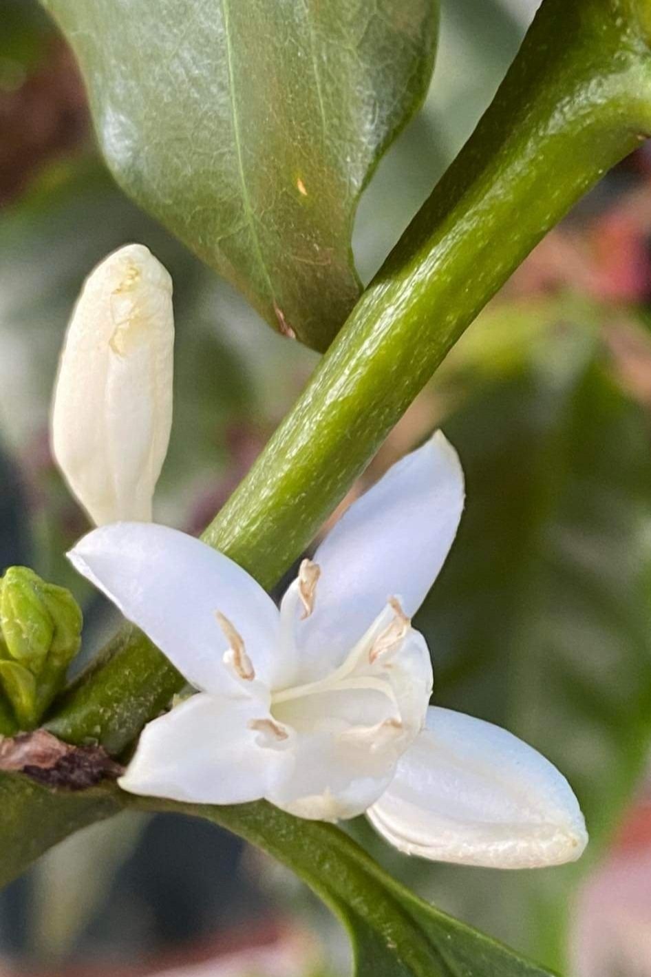  The aromatic flowers of the coffee plant are self pollinating so there will be a coffee fruit for each flower. 