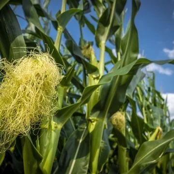 US Officials Unmoved By Latest Mexican GMO corn Proposal