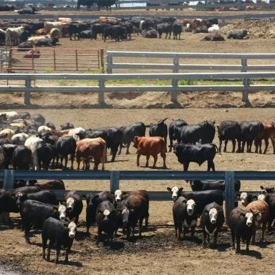 Beginner Cattleman Program Announced