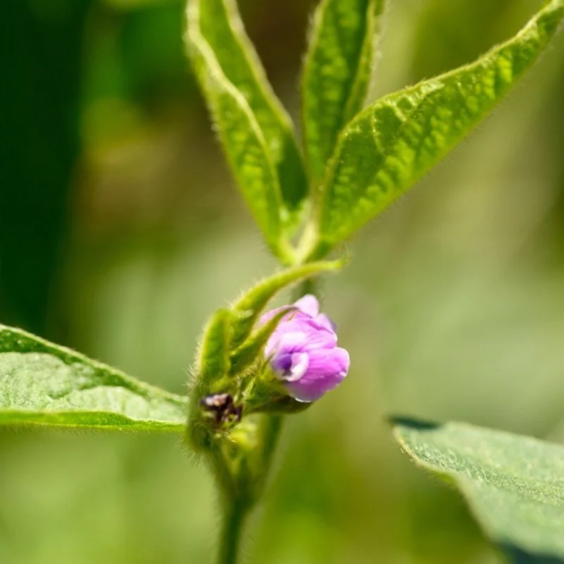 Research Identifies $400 Million in Unrealized Soybean Value