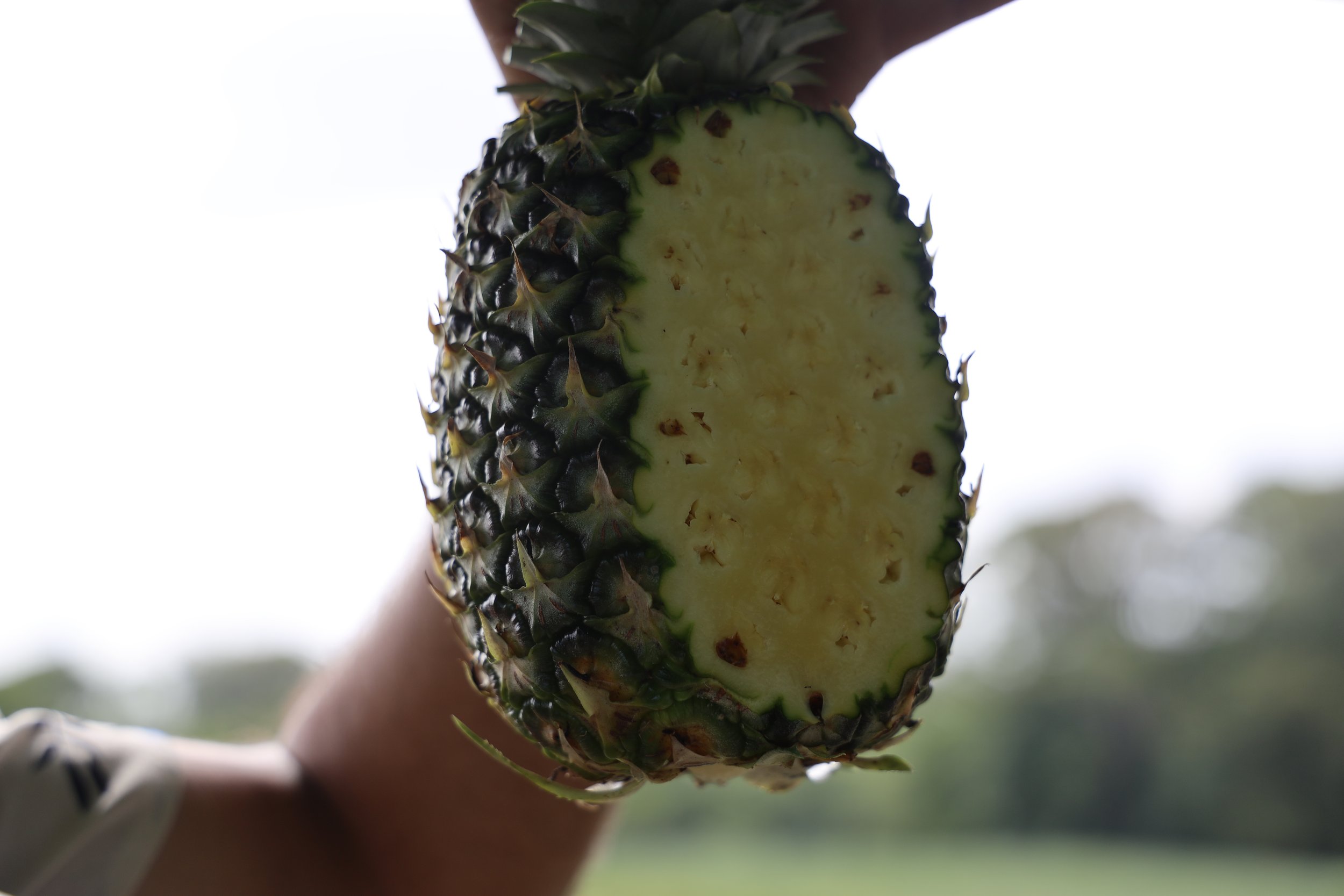  Contrary to popular belief, the green pineapples are ready for consumption. You can see the interior is ripe, and the juice is already leaking at the bottom.&nbsp; Pineapples, if stored in 45 degree temps, can last for about 40 days from the time th