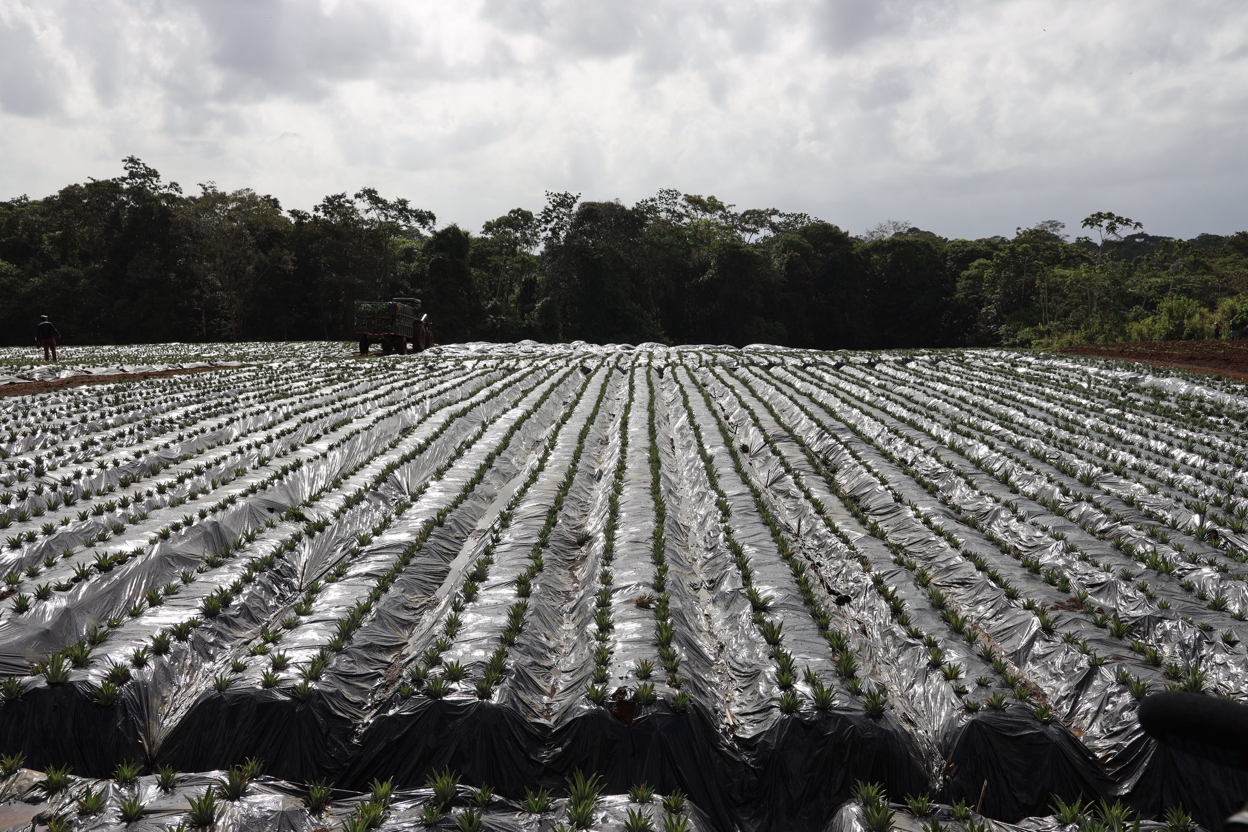  Every planted acre is covered in plastic to help with weed control.&nbsp; The plastic is replaced and recycled every three years.&nbsp; It also traps a lot of moisture and heat, which our guide said pineapples prefer, likening it to a fruit jacuzzi!