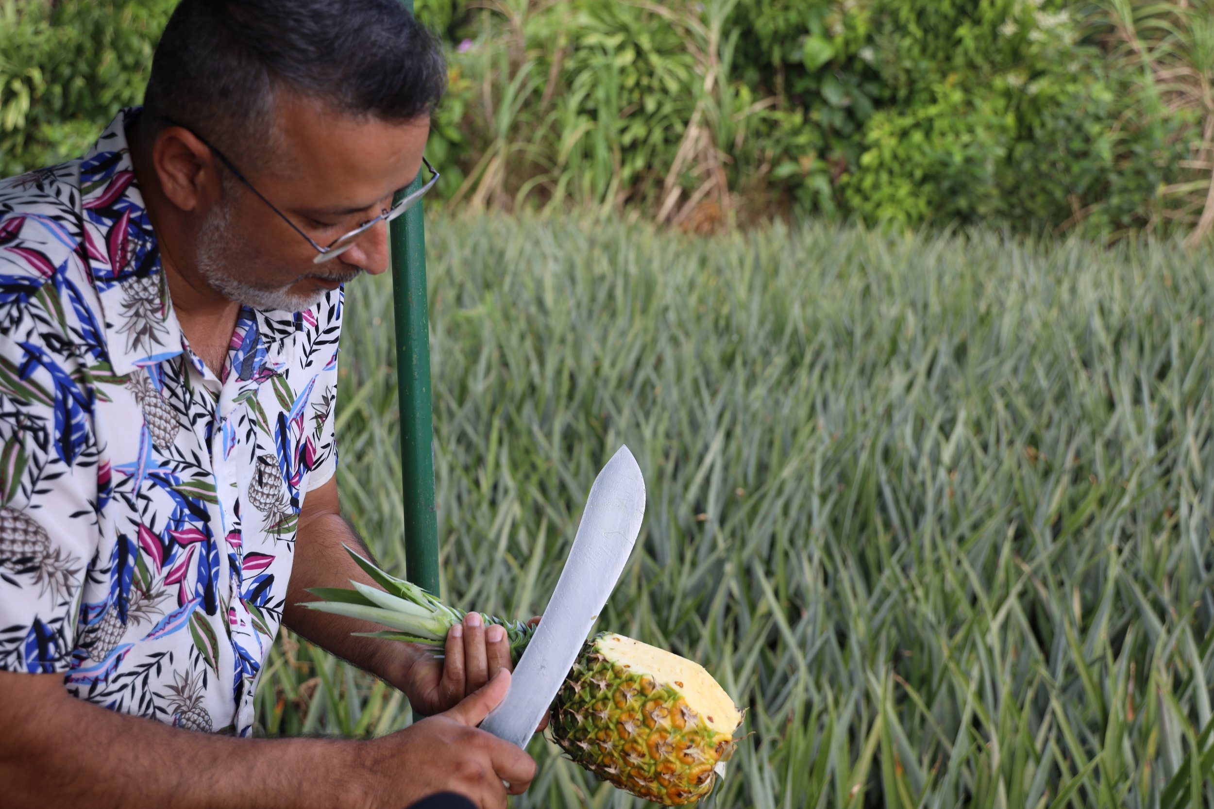  Our tour guide made quick work of each pineapple, almost as though he'd done it a million times before... 