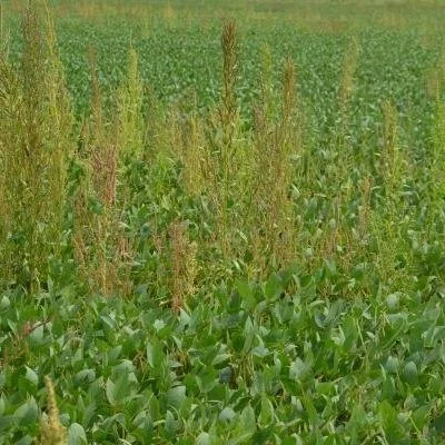 Weeds: A Major Threat To Louisiana Agriculture
