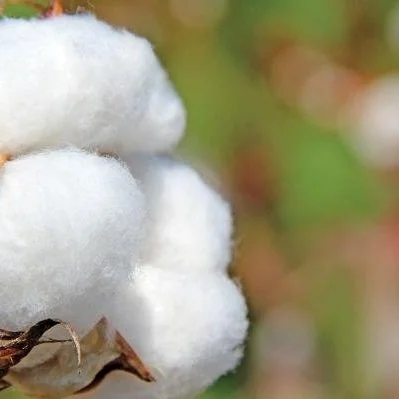 Cotton Breeders Need Some Hurrahs