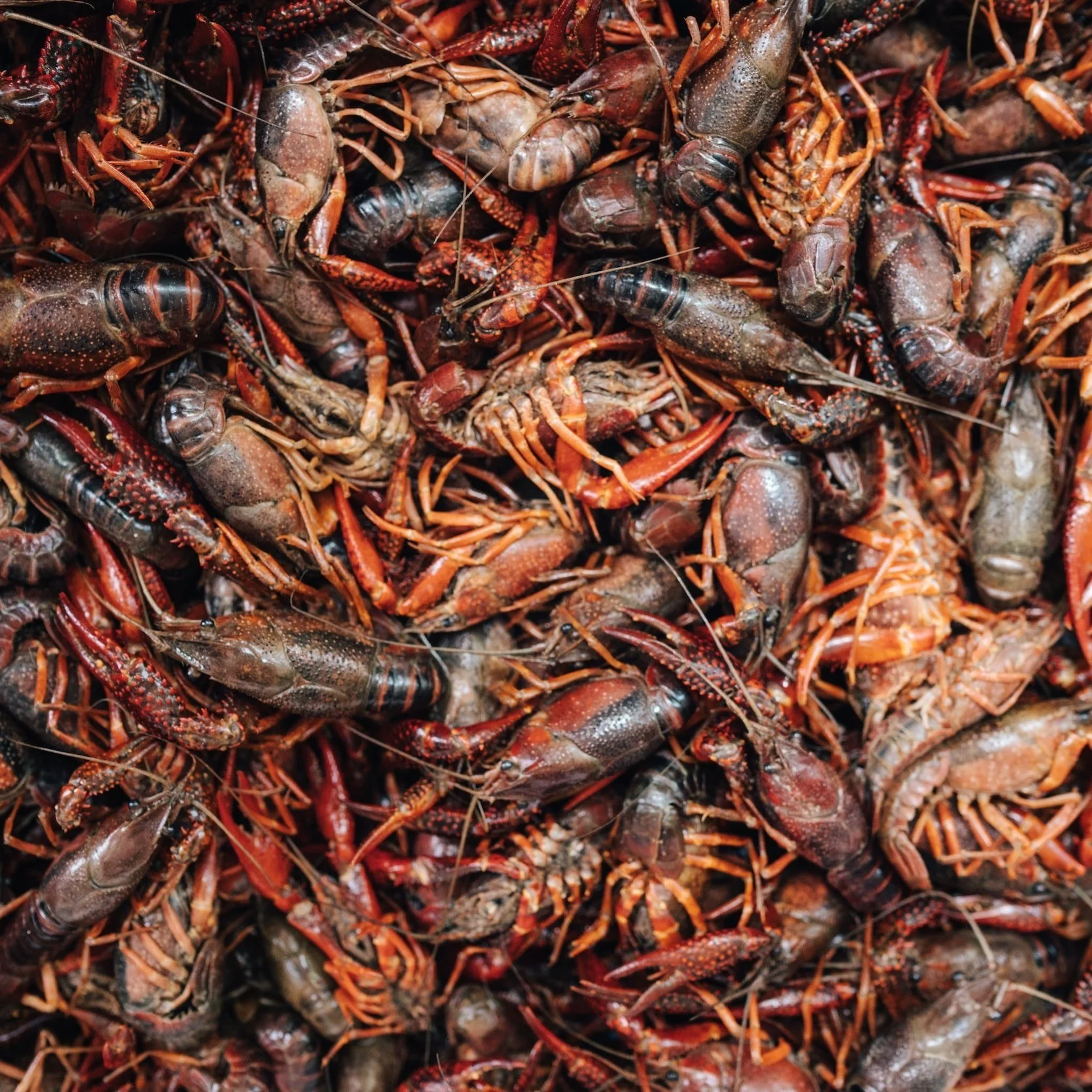 Crawfish Season Heats Up