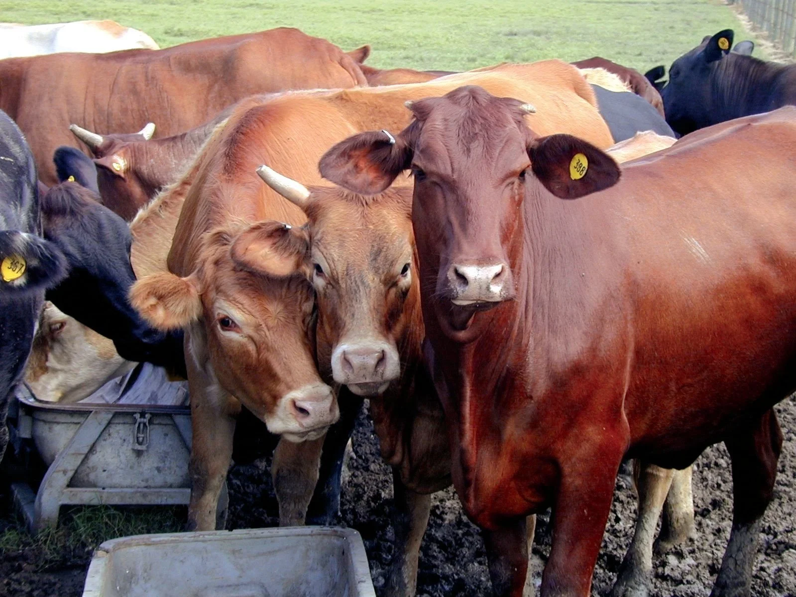Louisiana Beef Quality Assurance Certification