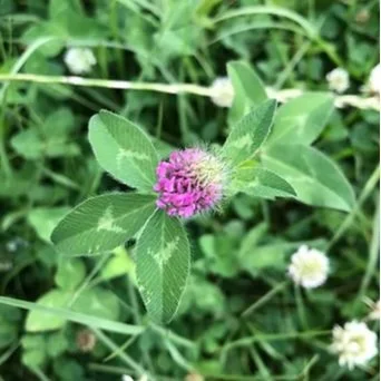 Why Add Clovers to Pastures?