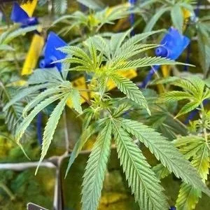 Louisiana’s Largest Medical Marijuana Farm Doubles Weed Growing Capacity