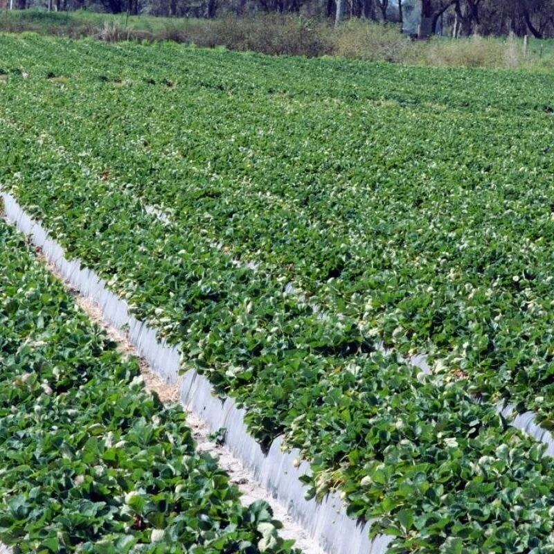 LDAF Accepts Grant Applications for Specialty Crops in La, Helps Past Recipients