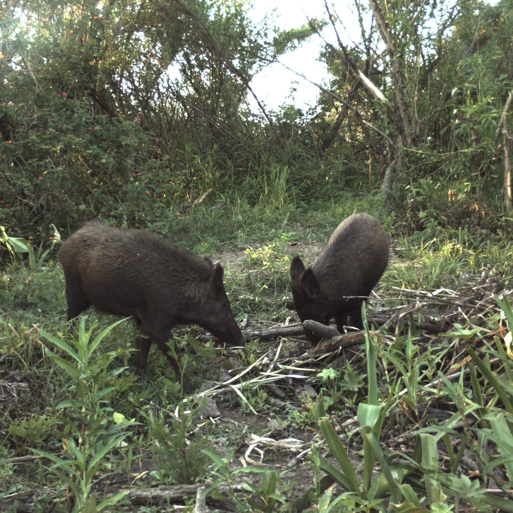 Feral Hogs Accepted as Donations to Feed Hungry