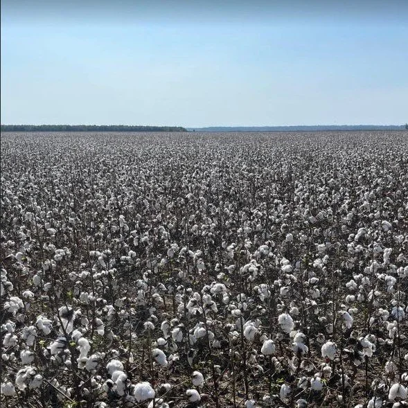 Is SHEIN Using Cotton Made From Forced Labor? Louisiana's Cassidy Wants To Know