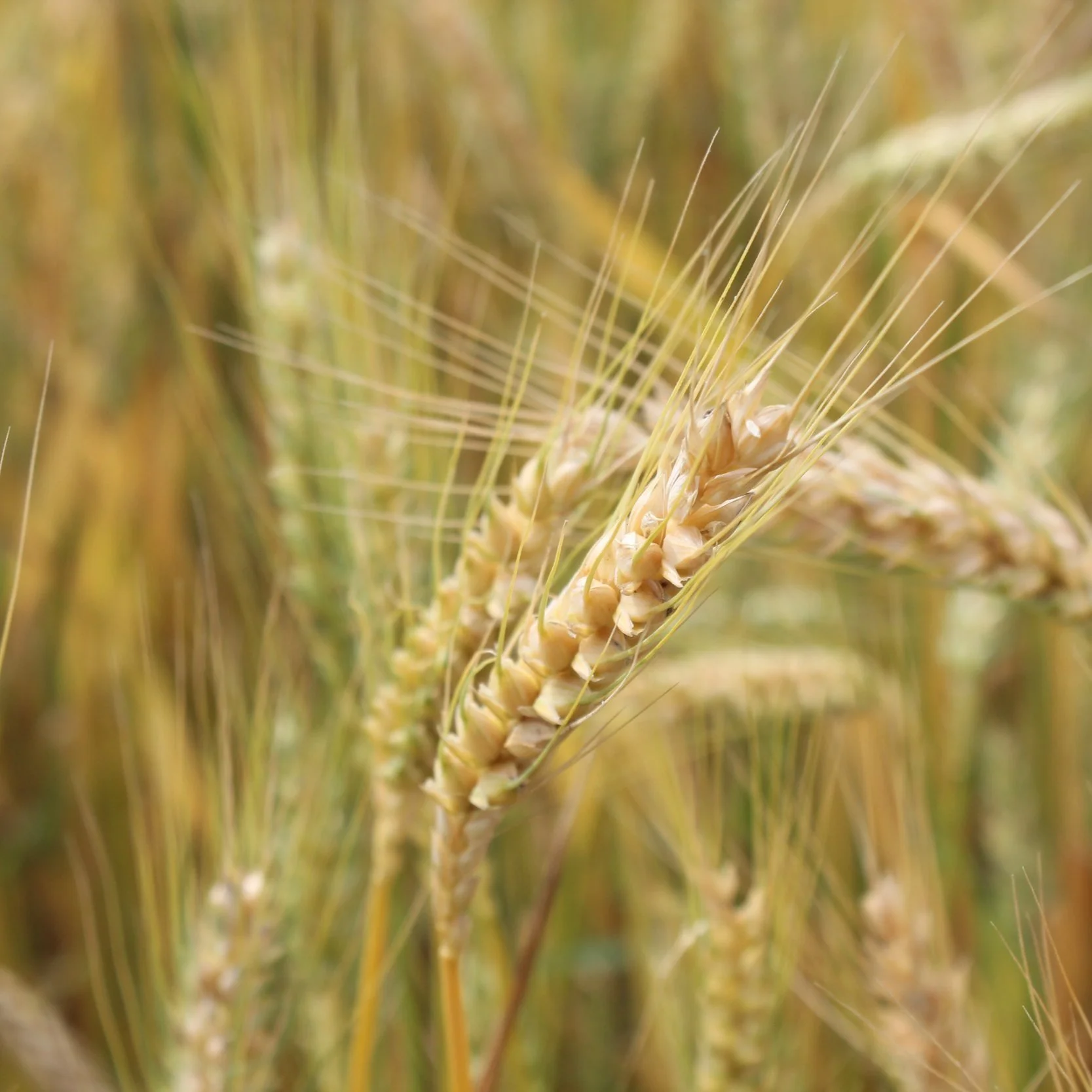 La. Wheat Fertilization And Vernalization