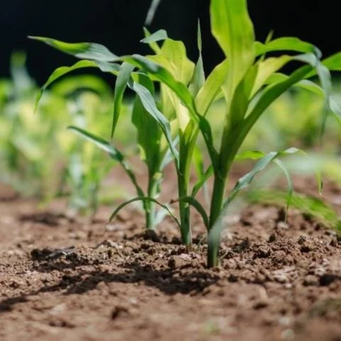 NRCS in Louisiana Opens Application Period Under Inflation Reduction Act Funding