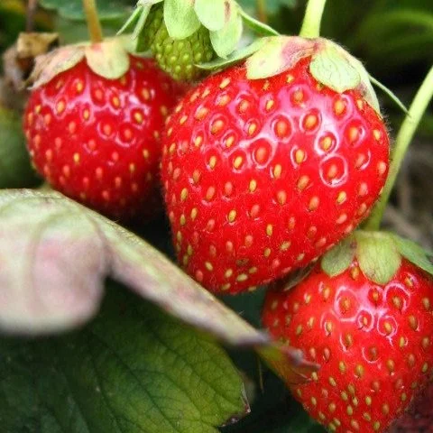 Warm Weather Is Speeding up the Season for Louisiana Strawberry Farmers