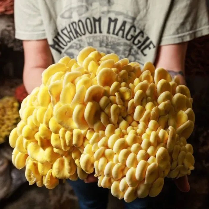 Fantastic Fungi: The Unusual Varieties at Mushroom Maggie’s Farm Are Fit for a Foodie Fairy Tale