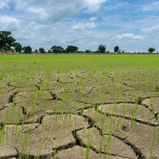 Calculating New Options For Shrinking Rice Fields