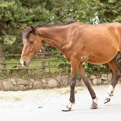 Bond Set At $570,000 For Alleged Horse Thief