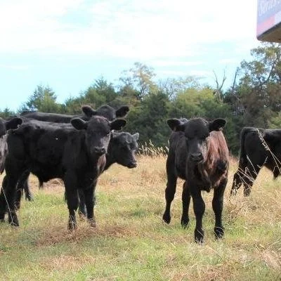 Geaux Beef Heifer Development Program Aims To Improve Female Cattle Development
